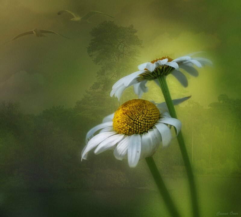Two Daisies in Field — Green