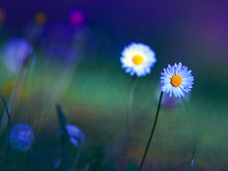 Two Daisies in Field