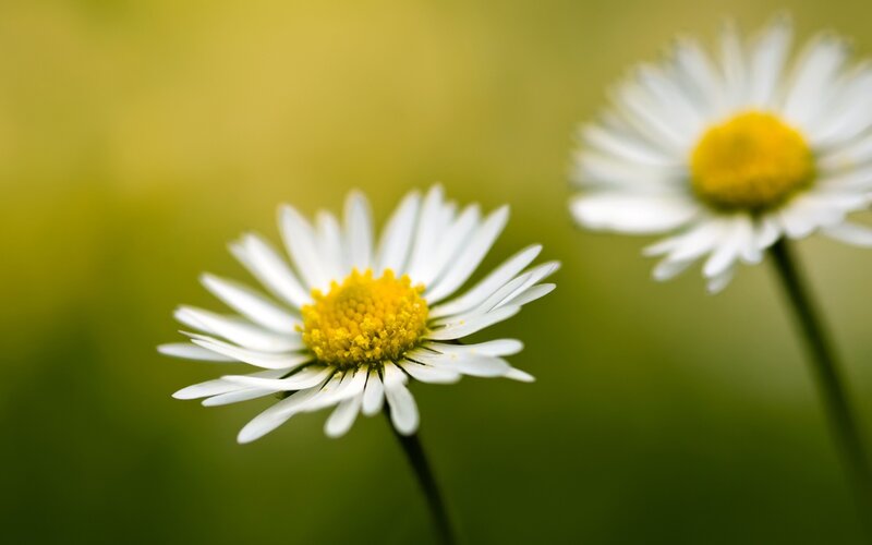 Two Daisies in Field — White