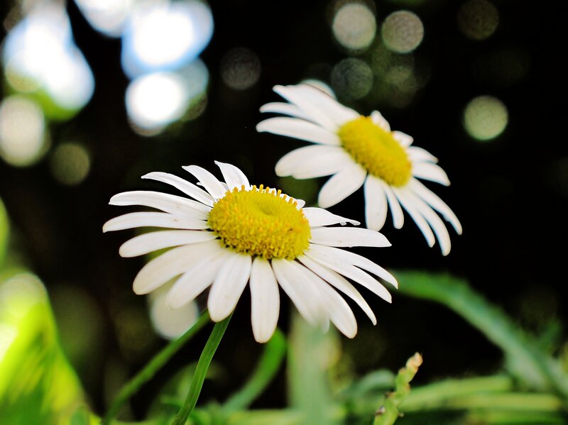 Two Daisies in Focus