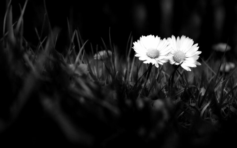 Two Daisies in Grass — Black