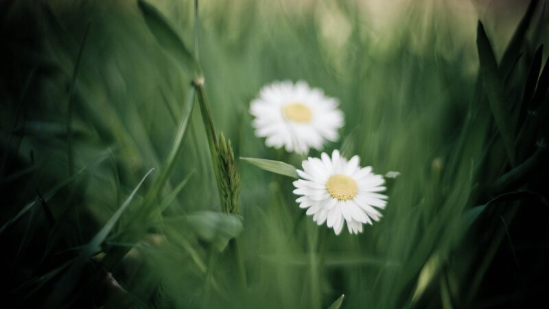 Two Daisies in Grass — Green, Serene, Afternoon, Photograph, Flower