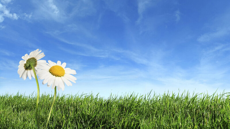 Two Daisies in Grass — Green, Serene, Afternoon