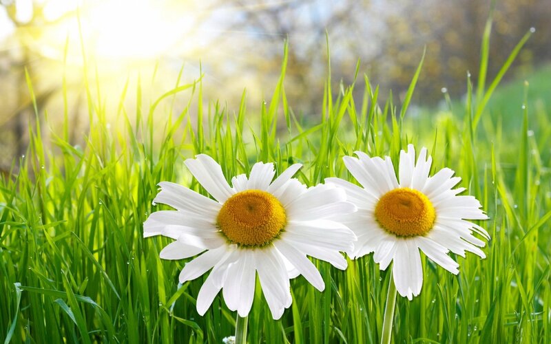 Two Daisies in Grass — Green, Serene, Morning