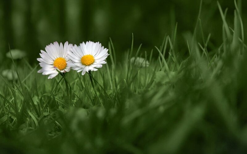 Two Daisies in Grass — Green
