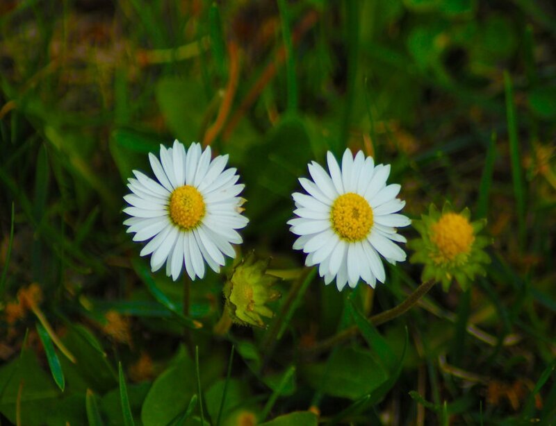 Two Daisies in Grass — White, Calm