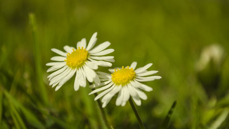 Two Daisies in Grass — White, Serene, Afternoon, Photograph
