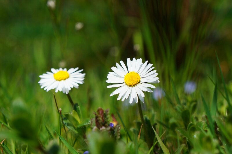 Two Daisies in Grass — White, Serene, Afternoon