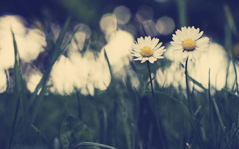 Two Daisies in Grass — White, Serene, Photograph