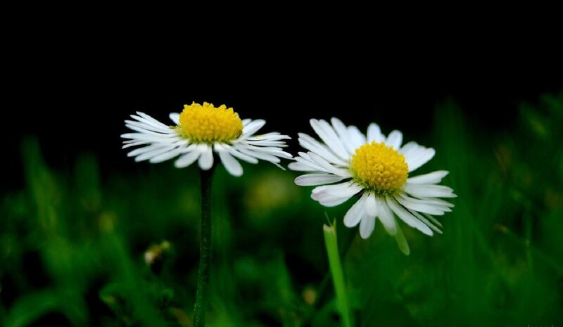 Two Daisies in Grass — White, Serene