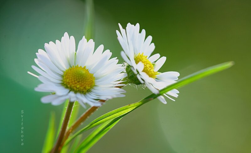 Two Daisies in Grass — White