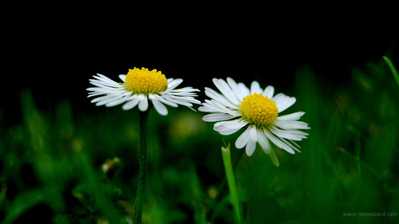 Two daisies in green grass