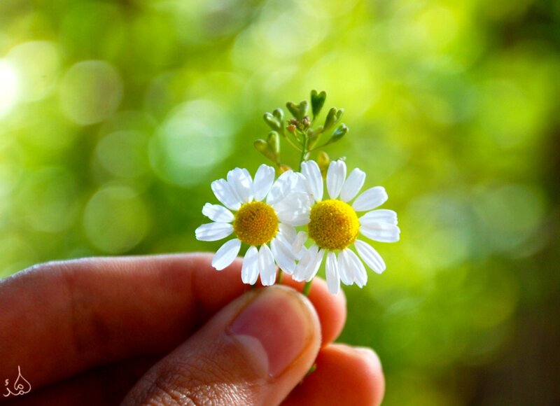 Two Daisies in Hand