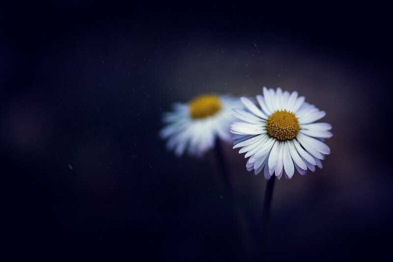 Two Daisies in Rain