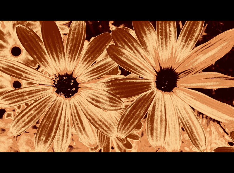 Two Daisies in Sepia