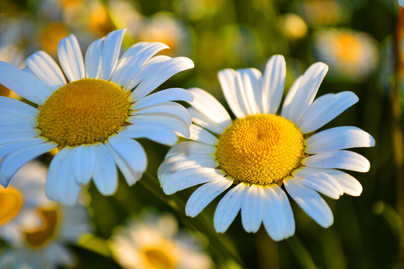 Two Daisies in Sunlight