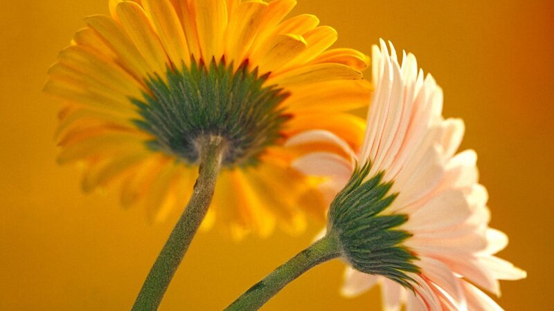 Two daisies in warm light
