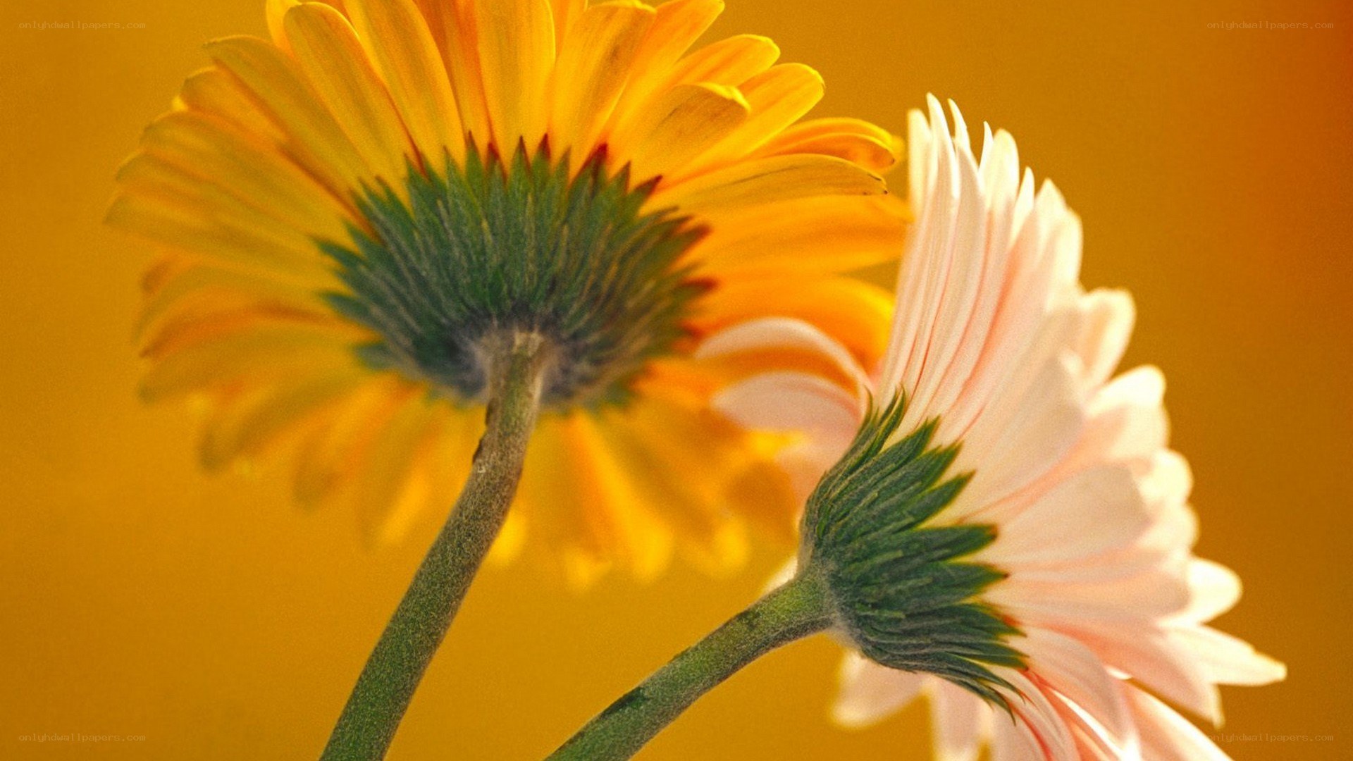 Two daisies in warm light