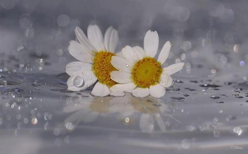 Two Daisies in Water
