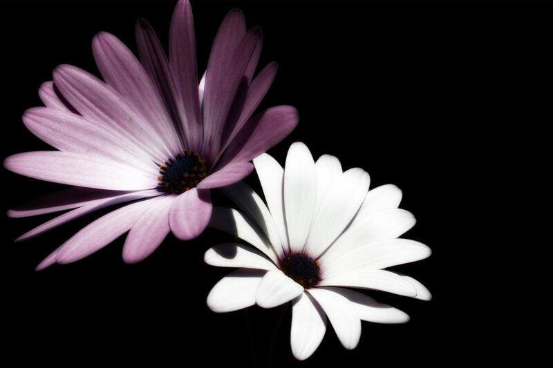 Two Daisies on Black