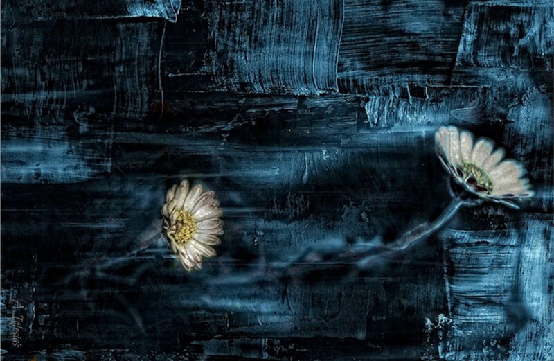 Two Daisies on Dark Surface