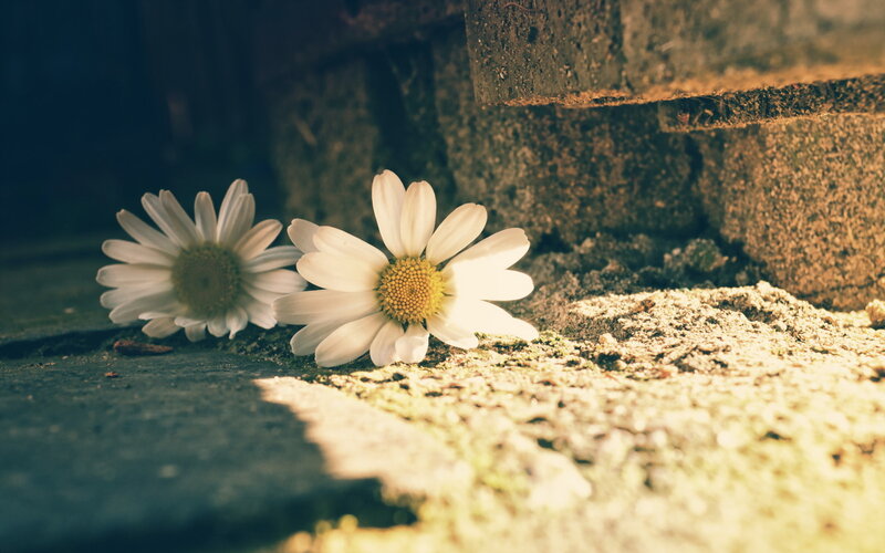Two Daisies on Ground