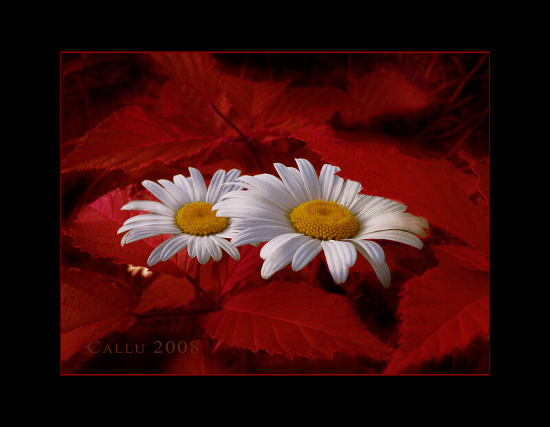 Two Daisies on Red Leaves