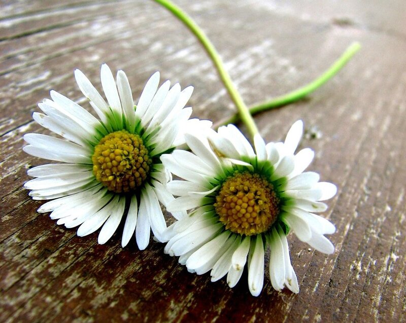 Two Daisies on Wood — White, Calm, Photograph, Stem
