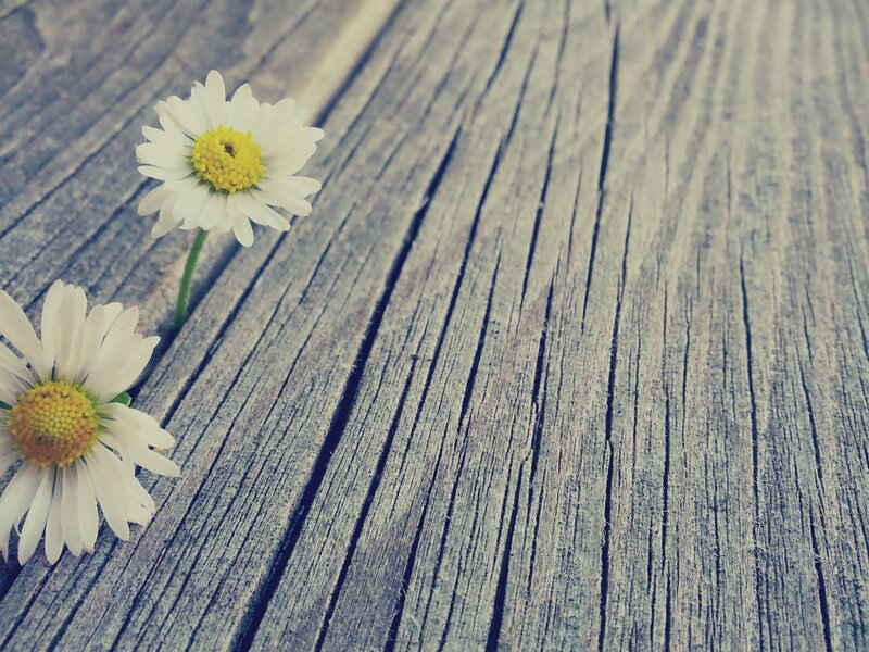 Two Daisies on Wood — White, Calm, Photograph, Stem, Yellow