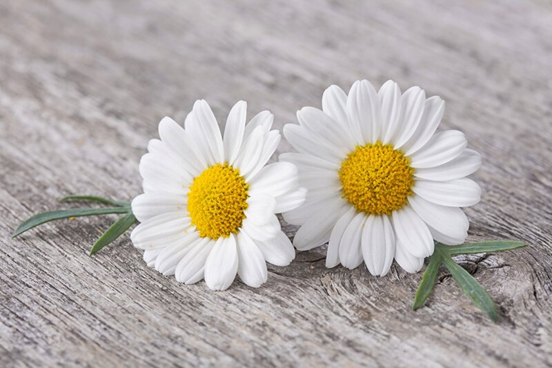 Two Daisies on Wood — White, Calm, Photograph