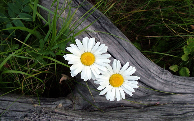 Two Daisies on Wood — White, Calm