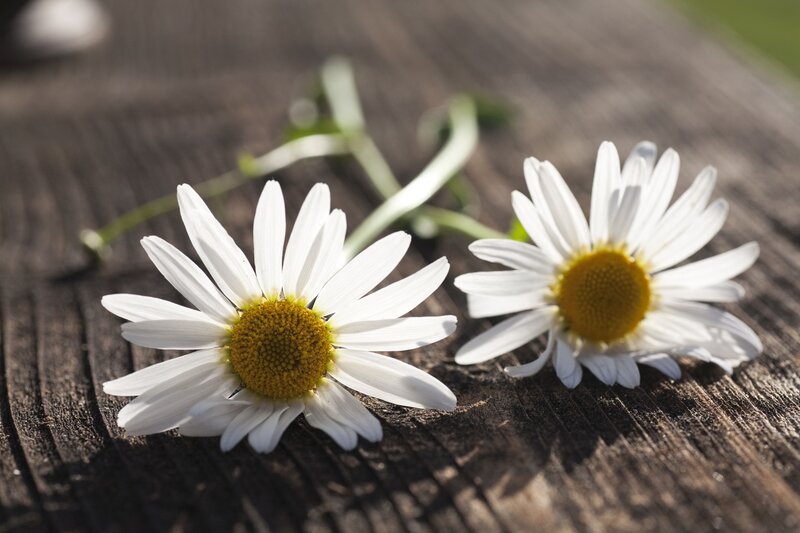 Two Daisies on Wood — White, Serene