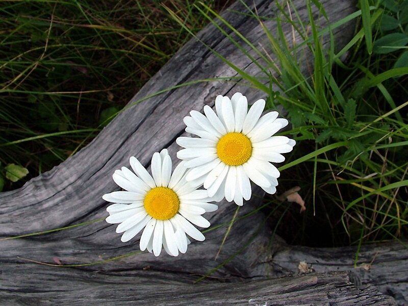 Two Daisies on Wood — White