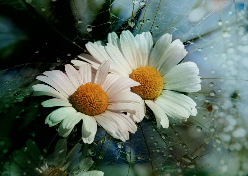 Two Daisies with Dew