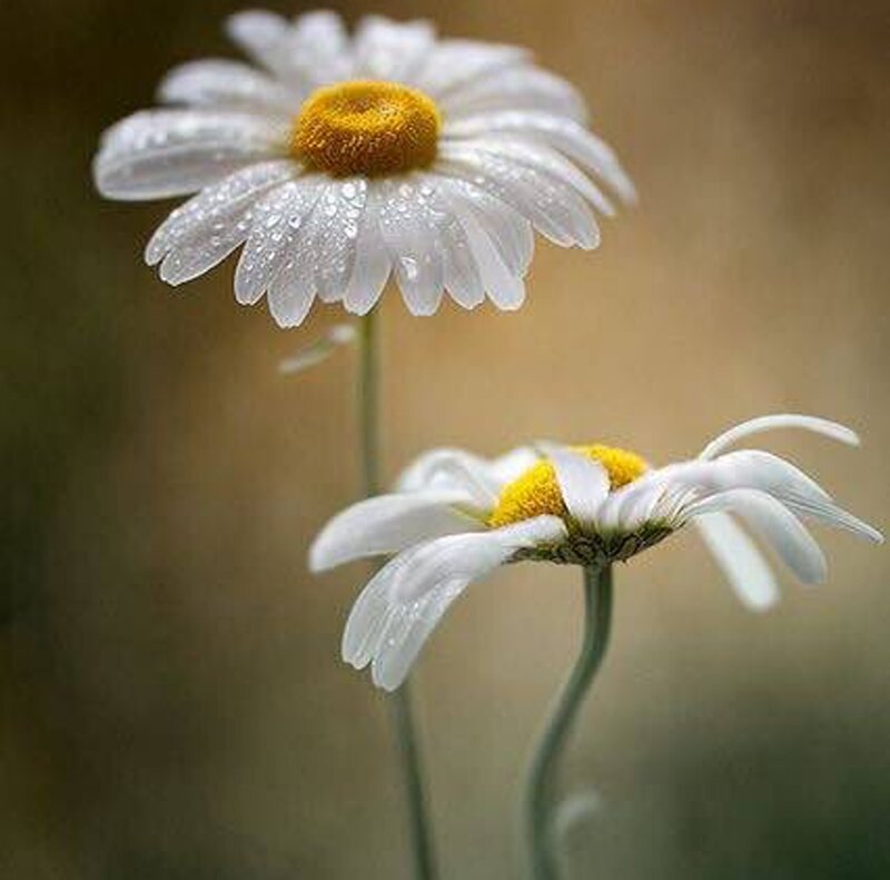 Two Daisies with Dew — White