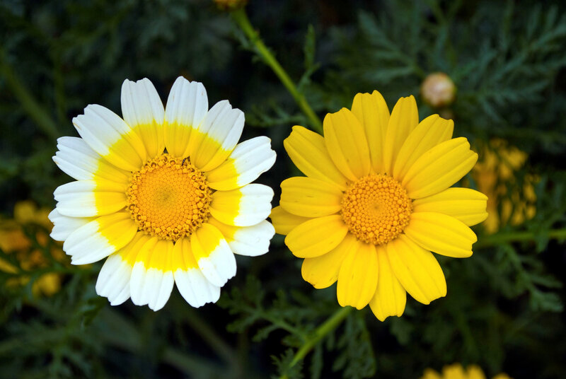 Two Daisy Flowers — Yellow, Calm