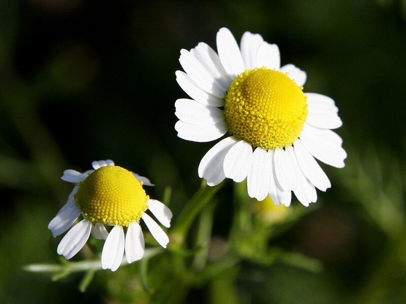 Two daisy-like flowers