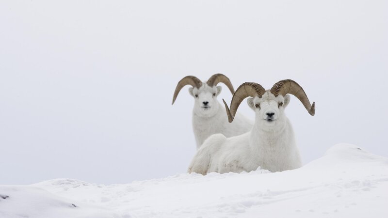 Two Dall sheep in snow