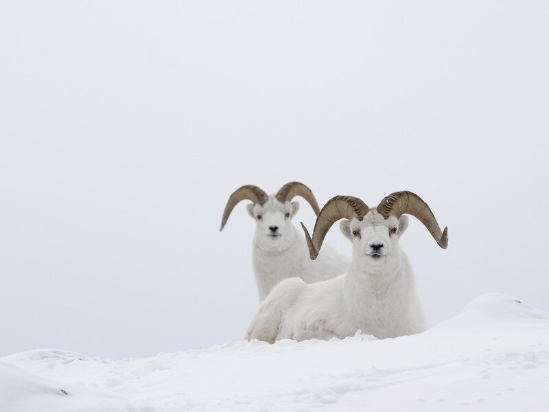 Two Dall sheep in snow