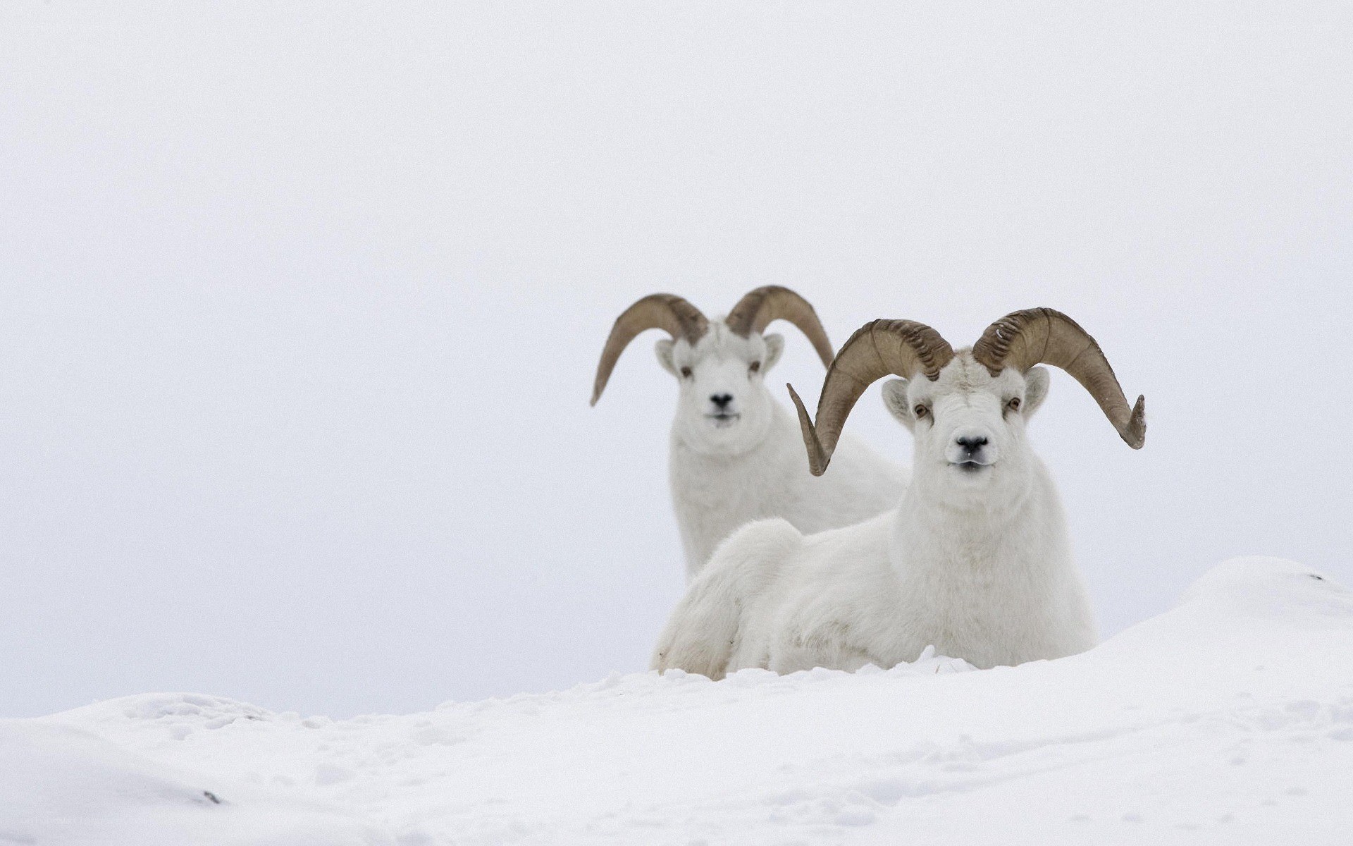 Two Dall sheep in snow