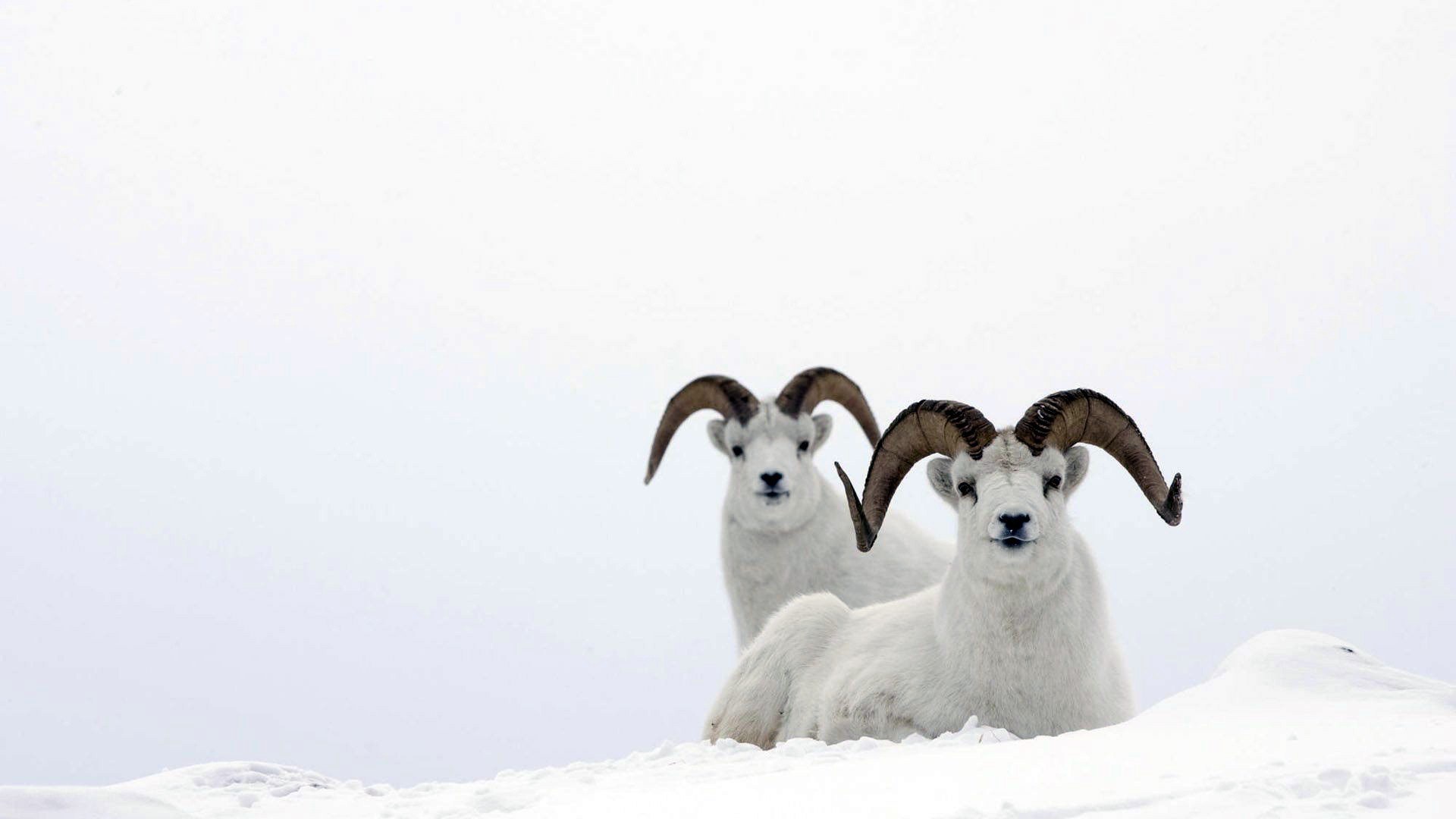 Two Dall sheep in snow