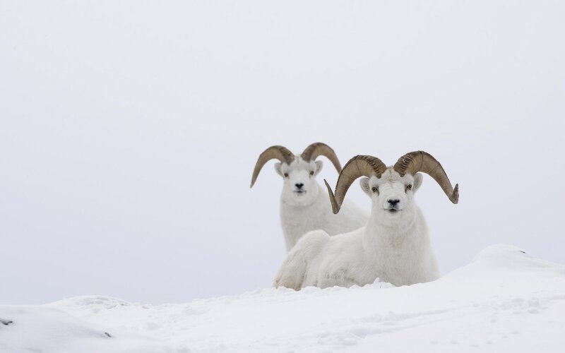 Two Dall sheep in snow