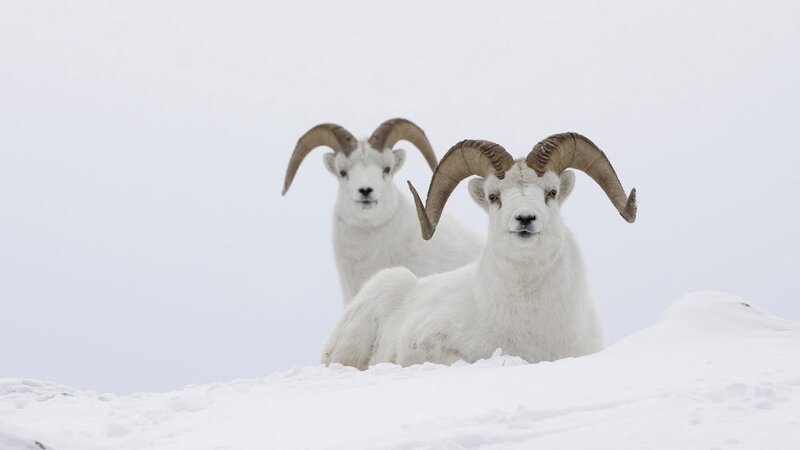 Two Dall Sheep Rams — White, Calm