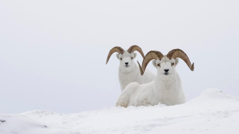 Two Dall Sheep Rams — White, Serene