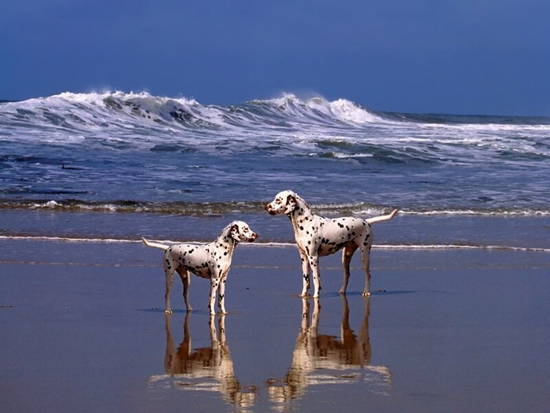 Two Dalmatian Dogs