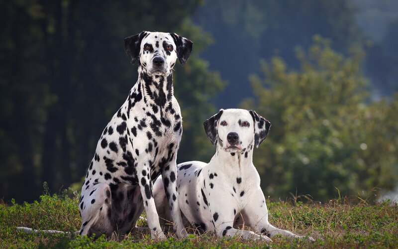 Two Dalmatian Dogs — White, Calm