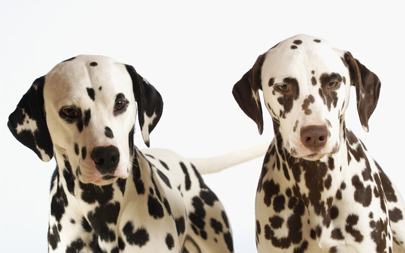 Two Dalmatian Dogs — White