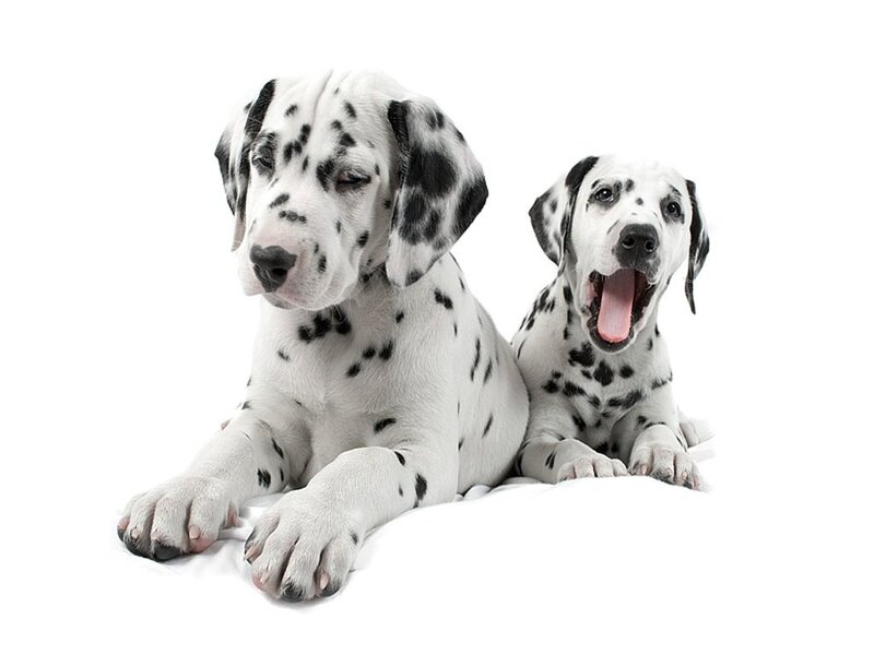 Two dalmatian puppies