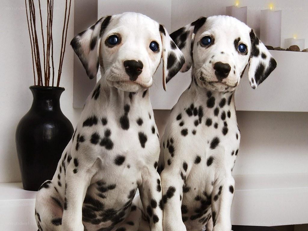 two dalmatian puppies