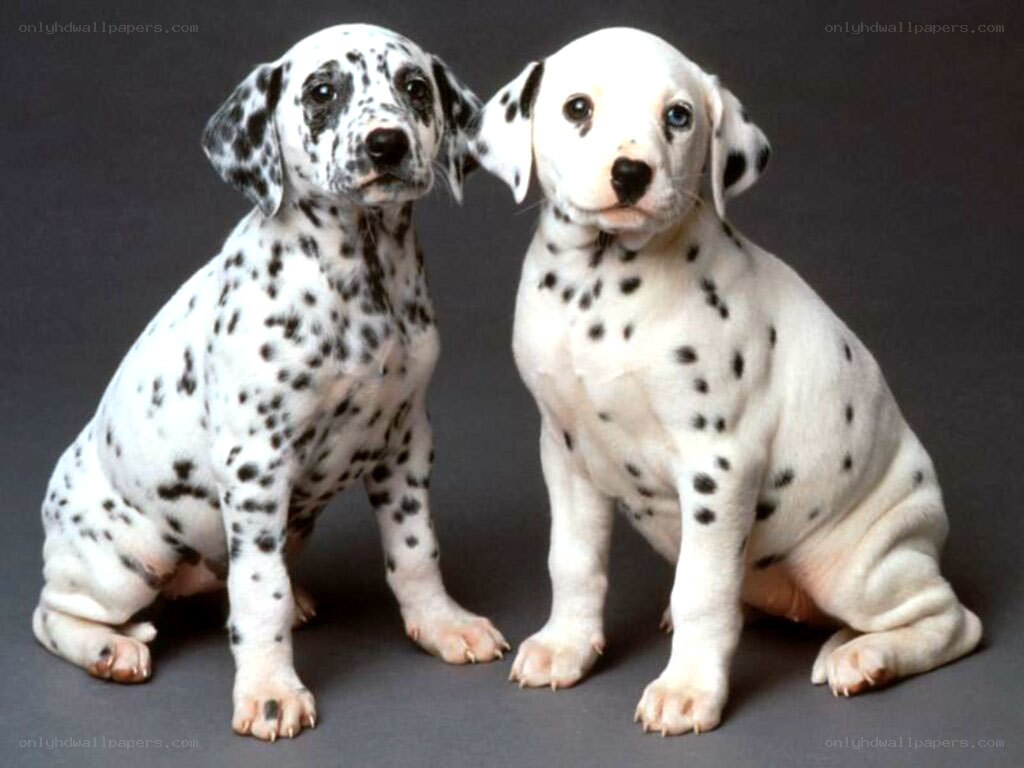 two dalmatian puppies sitting